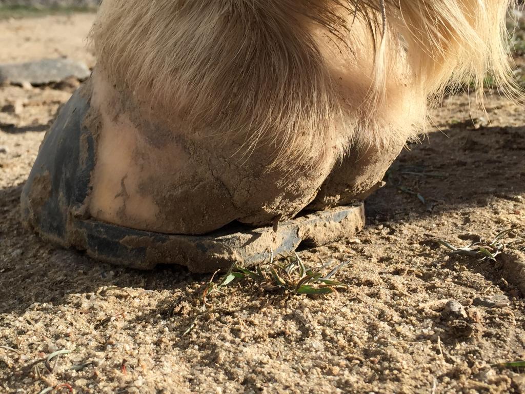 Flip Flop on hoof