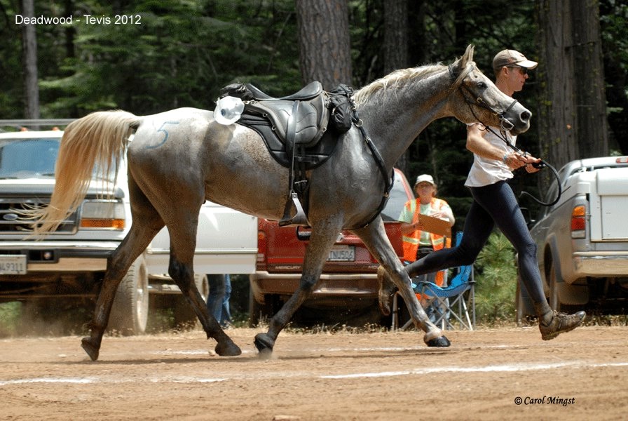 Garrett Ford winin Tevis 2012